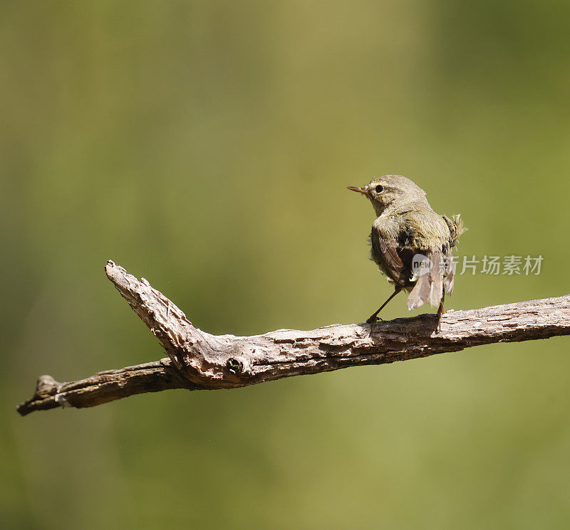 金缕草(Phylloscopus collybita)